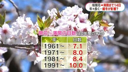 鹿児島の桜「満開」 開花から14日 時間がかかったのはなぜ？ | 鹿児島