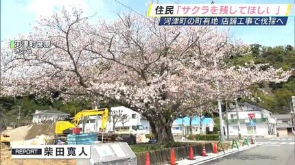 切られるのは悲しい」店舗建設で伐採予定のソメイヨシノ “残して”と