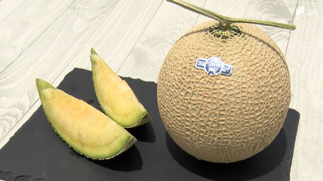 「部屋に入った時 メロンにあいさつする」静岡県特産のクラウンメロンに33年ぶりの新たな生産者 目指すは"一番おいしいメロン"【しずアツ】|TBS NEWS DIG