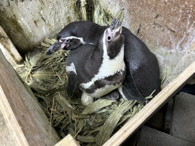 地震で避難中のペンギンに赤ちゃん!ファミリーパークのペンギン合わせて4羽に 富山|TBS NEWS DIG