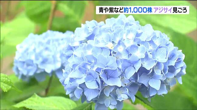 小牛田山神社の境内で約1000株 160種類のアジサイ咲き誇る 「心が安らいでとても良い」見ごろは7月中旬まで 宮城・美里町 |TBS NEWS DIG