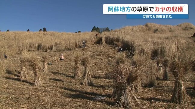 万博パビリオンにも採用「阿蘇のカヤ」収穫 “野焼き”のリスク軽減と農家の冬の収入源|TBS NEWS DIG
