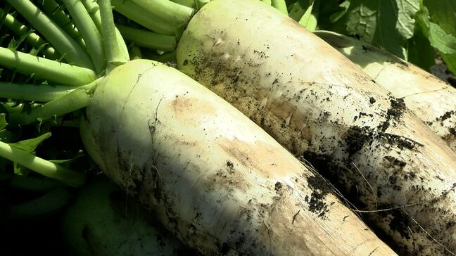 火山灰の大地が育てた「ひるぜん大根」出荷　みずみずしく辛みが少ないのが特徴　霜の影響乗りこえ例年通りの品質【岡山・真庭市】|TBS NEWS DIG