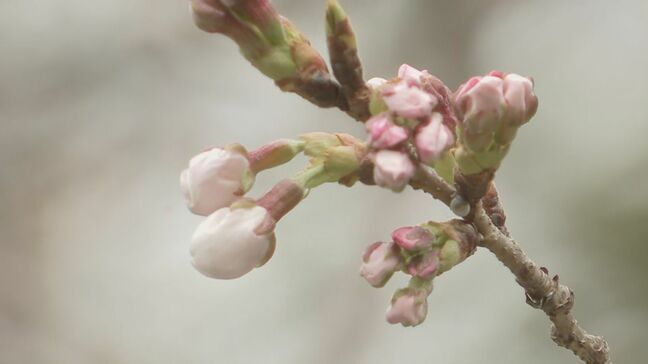 【速報】きょうは東京の桜「開花」ならず 東京管区気象台の職員が靖国神社の標本木を確認するも「2輪のみ」|TBS NEWS DIG