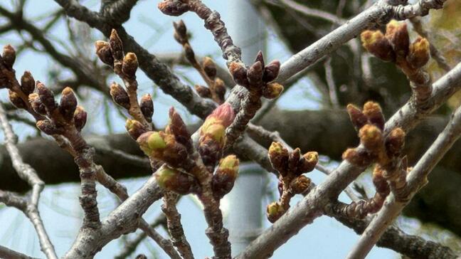 お花見の計画は4月上旬に ピンクの花びらが顔を見せた標本木のソメイヨシノのつぼみ 今年は平年より遅い予想も|TBS NEWS DIG
