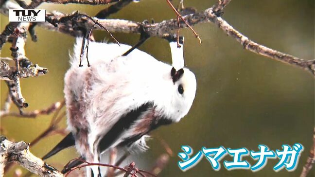 可愛らしい姿はまさに「雪の妖精」 北海道の野鳥「シマエナガ」の写真展(山形・寒河江市)|TBS NEWS DIG