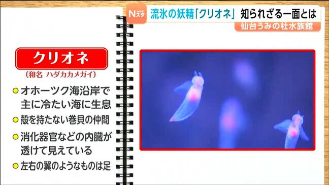 「流氷の妖精」は仮の姿？クリオネの正体とは|TBS NEWS DIG