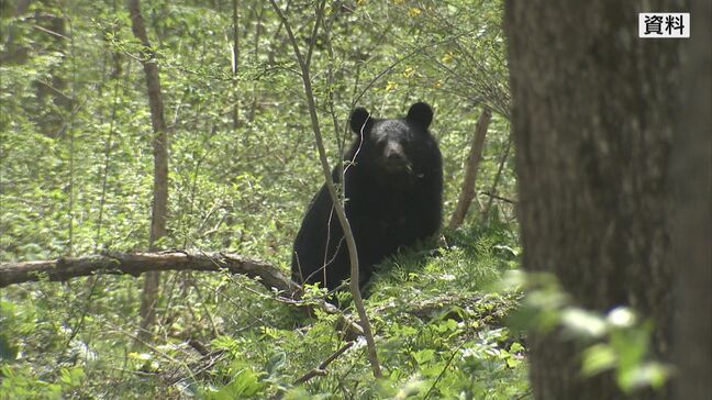 長野県大町市の「クマ出没警戒警報」 きのうで解除も引き続き注意呼びかけ|TBS NEWS DIG