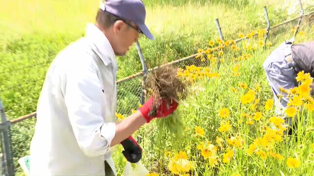 「きれいな植物だけど抜いて花壇に植えたりしないで」特定外来生物オオキンケイギク根こそぎ駆除=静岡市|TBS NEWS DIG