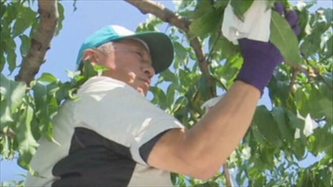 「フルーツ街道を作りたい」地域に1人だった果樹農家が20人に　きっかけは温暖化　新たな果樹王国へ行政も支援　山梨・都留市|TBS NEWS DIG