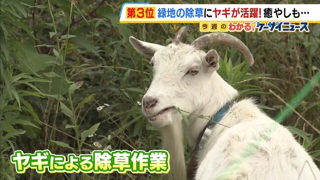 ヤギ2頭の任務は緑地の除草！ひたすら雑草をもぐもぐ…CO2と費用削減、癒しの一石三鳥　8月には“夏季休暇”も　大阪・交野市|TBS NEWS DIG