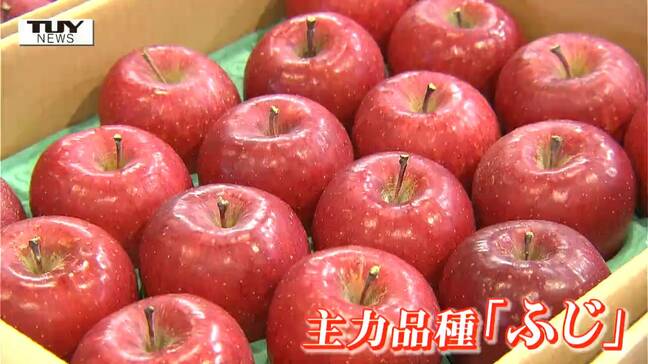 審査員が困るほどのリンゴが大集合 朝日町「無袋ふじ」品評会(山形)|TBS NEWS DIG