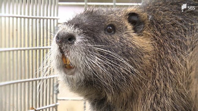 農作物被害をもたらす“厄介者”ヌートリアを食べてみた！ 磐田市長も太鼓判のジビエ活用策=静岡|TBS NEWS DIG