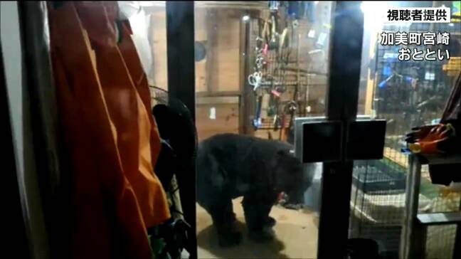 「でかっ」住宅に体長約２ｍクマ連日出没　鳥の餌入ったバケツくわえ逃げる　七面鳥など13羽食われる被害も　宮城・加美町|TBS NEWS DIG