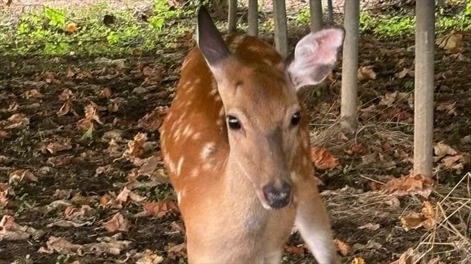 「シカがいる」民家の庭に出没　市街地を駆け巡る3時間の捕獲作戦は|TBS NEWS DIG