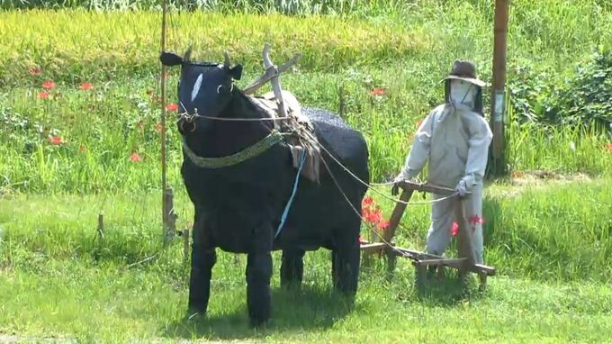 ヒガンバナとユニークかかしコラボ　地域盛り上げようと初開催　鹿児島県志布志市　|　鹿児島のニュース｜MBC NEWS｜南日本放送