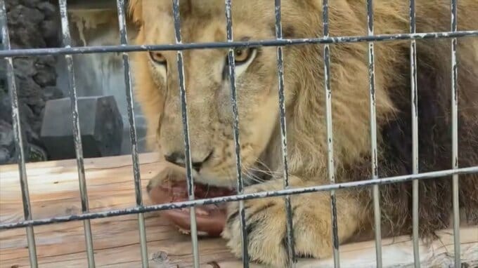 「動物たちが生き生きとしている様子を」休園中の動物園がYouTubeチャンネル開設　甲府市　|　山梨のニュース | ＵＴＹテレビ山梨