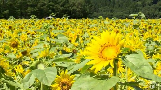 「ヒマワリは晴れみたい」夏本番が到来　200万本のヒマワリ咲き誇る　街中も観光地も夏色に染まる青森県内　熱中症には注意を！|TBS NEWS DIG