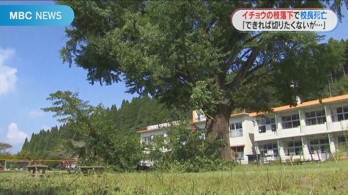 小学校のイチョウの枝が落下し校長死亡　地域のシンボル「できれば切りたくないが」　|　鹿児島のニュース｜MBC NEWS｜南日本放送