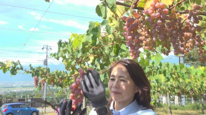 ワイン醸造用ブドウの収穫始め式　ワイナリーまつりも賑わう　サントリー登美の丘ワイナリー　|　山梨のニュース | ＵＴＹテレビ山梨