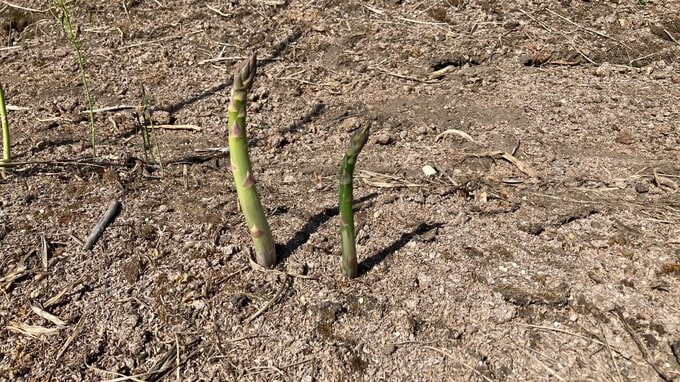 “遅霜”でアスパラ曲がる「軟化現象」25日朝、県内17地点で氷点下に　福島|TBS NEWS DIG