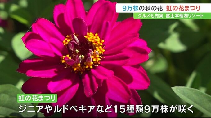 9万株の秋の花々が訪れる人たちを魅了　山梨・富士本栖湖リゾート「虹の花まつり」　|　山梨のニュース | ＵＴＹテレビ山梨