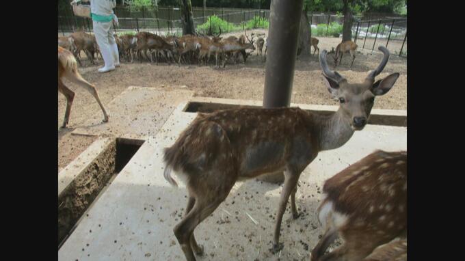 “神の使い”奈良のシカ「虐待認められず」奈良市が調査結果を公表　獣医師が“虐待”と通報　一方で「衰弱のシカみられエサやり不十分の可能性」鹿愛護会に行政指導|TBS NEWS DIG