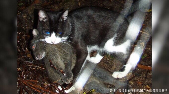 【猫の日】だからこそ考えたい「かわいいだけではないネコの側面」|TBS NEWS DIG
