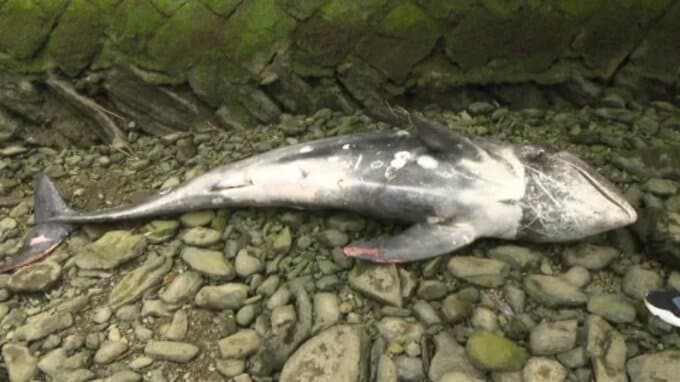 「川にクジラ」ジョギング中の女性が発見  3メートルほどの「クジラと思われる生き物」 その正体は…? 愛媛・大洲市肱川|TBS NEWS DIG