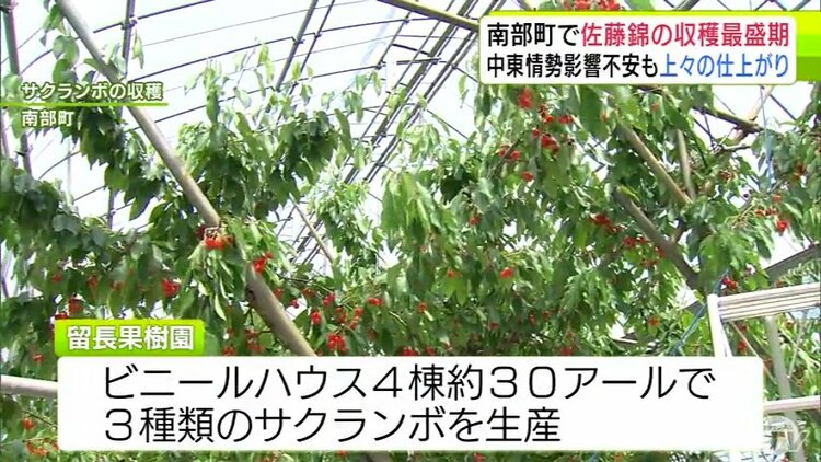 サクランボの最高品種「佐藤錦」の収穫が最盛期 2026年も真っ赤に