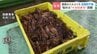 【函館】スルメイカ 過去最悪の不漁で「幻」に… 6月取扱量が465トン⇒2.8トンへ激減  当面は厳しい状況続く見込み　|　北海道のニュース｜HBC北海道放送