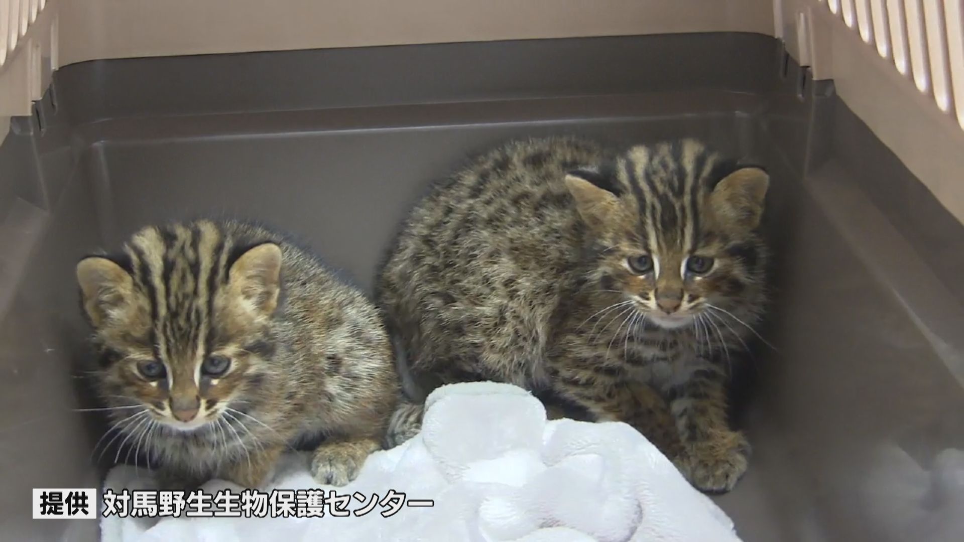 親猫が交通事故死…絶滅危惧種「ツシマヤマネコ」の仔猫2匹 野生に