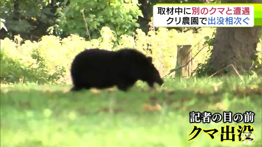 取材中に目の前に「クマ」が… 猟友会などが対応にあたる緊迫した現場の