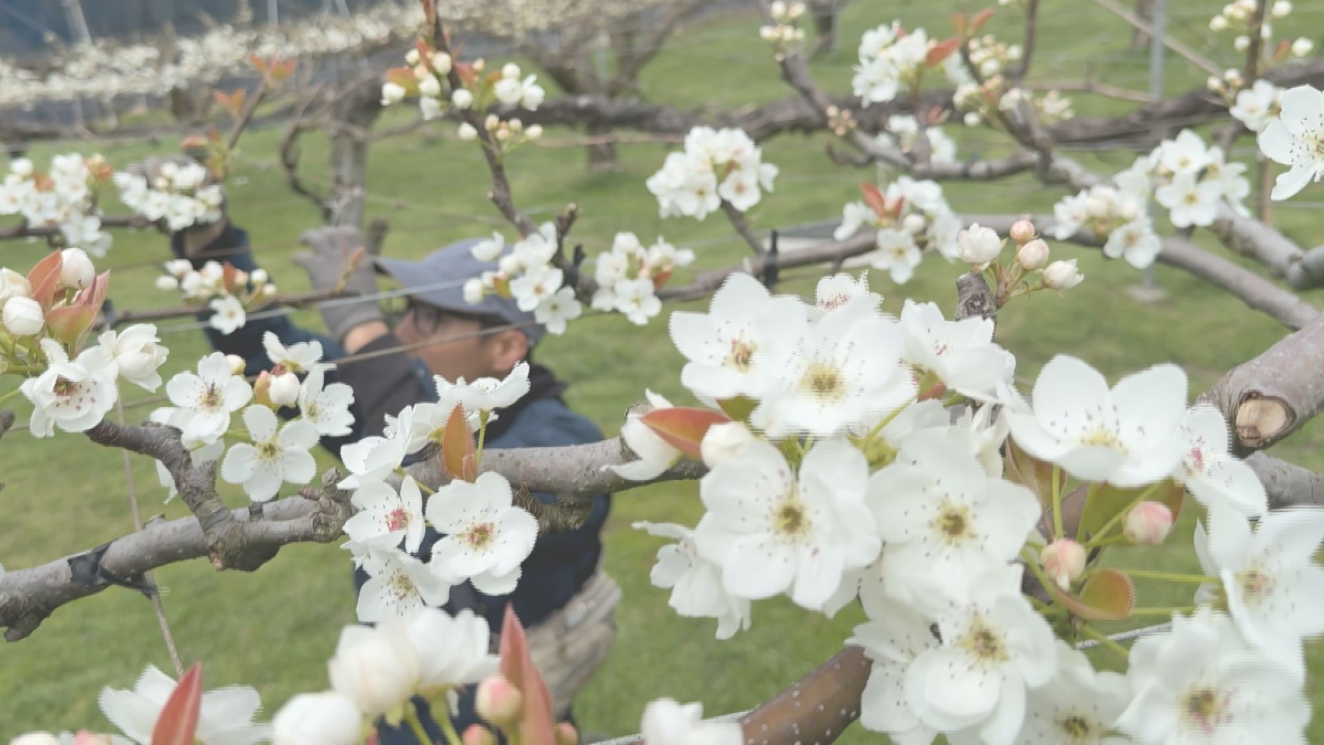 山間部の果樹園でナシの花咲く 摘花作業 山口 | TBS NEWS DIG