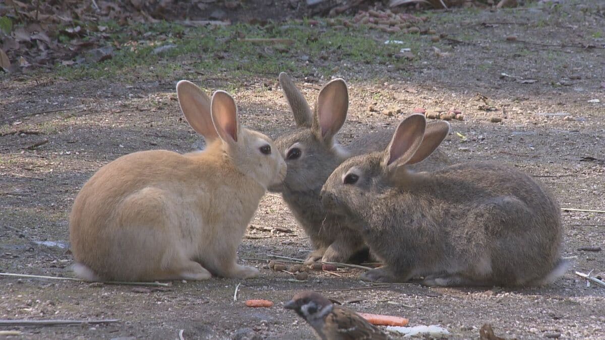 大久野島のウサギ 死んでいたのは99匹と判明 骨折しているケースなども