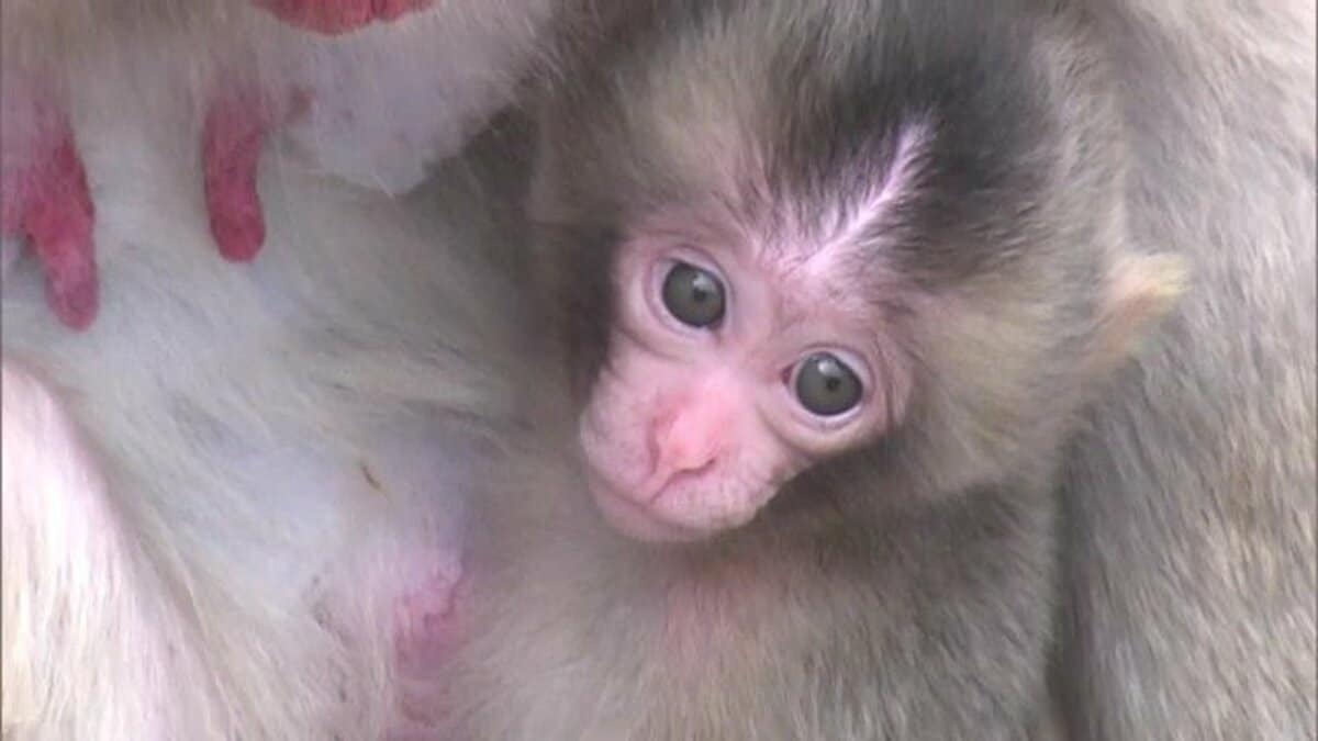お母さんのお腹にぎゅっ！ ニホンザルの赤ちゃん誕生 母親のそばから