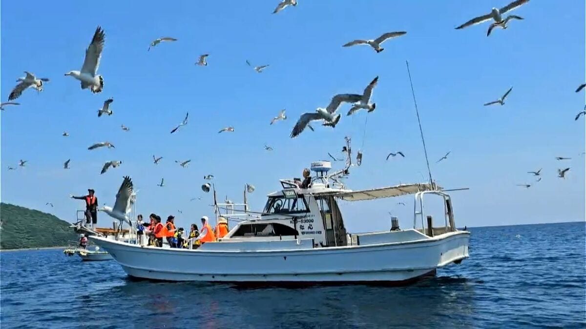 甑島が繁殖の南限　ウミネコのクルージングに感動　鹿児島
