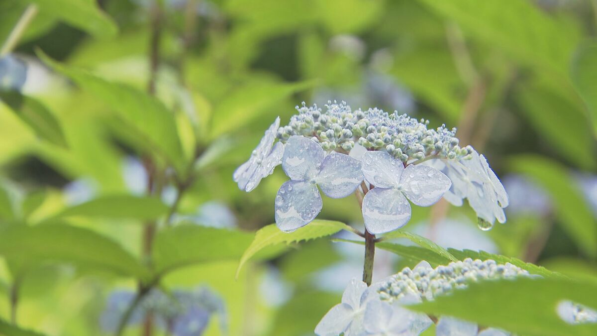 夫婦が20年前に植えたアジサイ“100種類3000株”見頃に「今が最高の時
