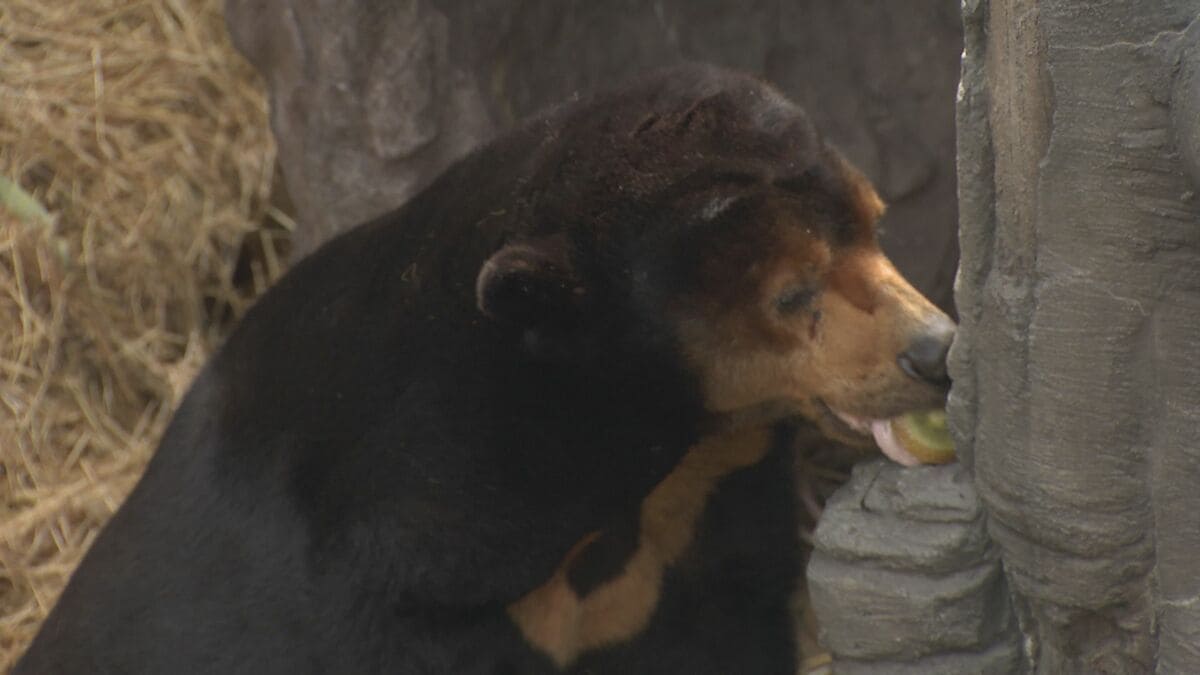 人間でいうと約90歳　敬老の日にご長寿「マレーグマ」のお祝い　東山動植物園