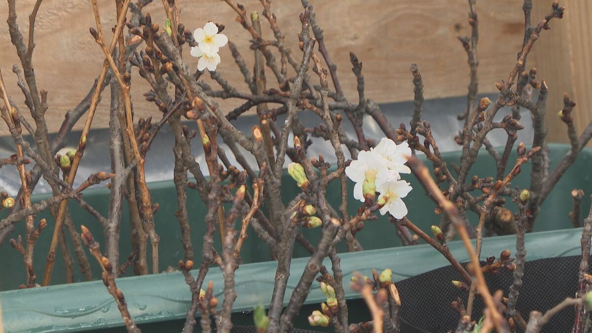 火災で失われた「思い出の桜」を次世代へ　100本の挿し木で挑む再生への道　大分市佐賀関大規模火災