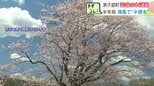 【感動】倒れても咲いた！弟子屈町の「合格の木」がみせた生命力　強風で幹が裂けても…受験生を励ます“名木”生かすために樹木医が診断へ|TBS NEWS DIG