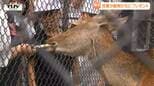 児童たちが育てたナスをバクバク食べる! 動物たちに愛情たっぷりのおいしいプレゼント!(山形・河北町)|TBS NEWS DIG
