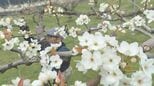 山間部の果樹園でナシの花咲く　摘花作業　山口　|　山口のニュース・天気・防災｜tys NEWS｜ｔｙｓテレビ山口