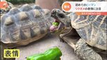 カメが“初めてのピーマン”に苦悶の表情を浮かべる投稿が話題 飼育員も「好みの野菜じゃないのかも…」とポツり|TBS NEWS DIG