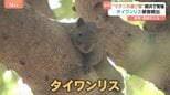 “マダニの運び屋”になる可能性も…タイワンリスが横浜市で繁殖・増加「防ぎようがない」被害が続出|TBS NEWS DIG