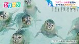 『アザラシ専門本』なぜ異例のヒット?きっかけは“アザラシ幼稚園”「保護活動もっと知ってほしい」【ひるおび】|TBS NEWS DIG