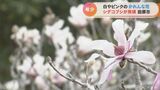 伊勢湾の周辺でしか見られない「シデコブシ」の花が愛知県田原市の藤七原湿地で見頃 1500株が群生 | 名古屋・愛知・岐阜・三重のニュース【CBC news】 | CBC web