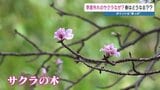 10月にサクラ…原因は「落葉」と専門家が分析 なぜ落葉?来春に影響は? | 熊本のニュース|RKK NEWS|RKK熊本放送