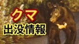 「柿の木が折られて爪痕がある」クマの可能性が高いと認定　自治体や警察が注意を呼びかけ　広島・安佐南区　|　RCC NEWS | 広島ニュース | RCC中国放送