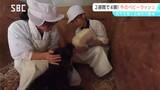 「飲んでる。飲んでる」初めてのミルクをあげる生徒も必死 佐久市の高校でウシのベビーラッシュ 長野 | SBC NEWS | 長野のニュース | SBC信越放送